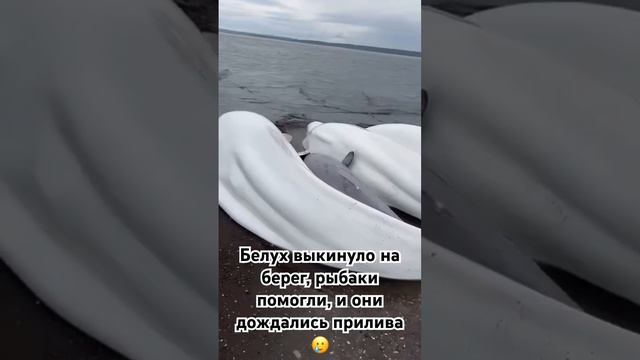 Человек должен жить в содружестве с природой, и тогда ? смотреть онлайн