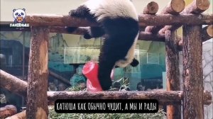🐼 Панда Катюша, как обычно, чудит, а мы только рады за этим наблюдать.

Любимая милашка.