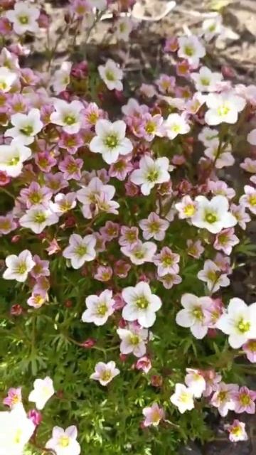 Весна...май...красота...😊 смотреть онлайн