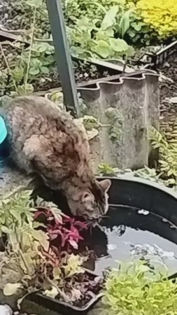 Каждой кошке по большой плошке!
