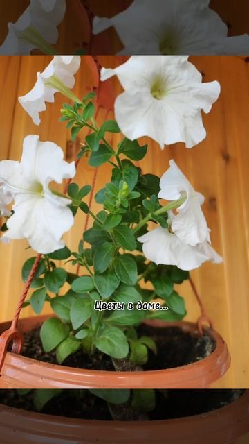 Цветы в доме... смотреть онлайн