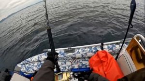 Поймали огромного тунца на троллинг, о. Сахалин, видео