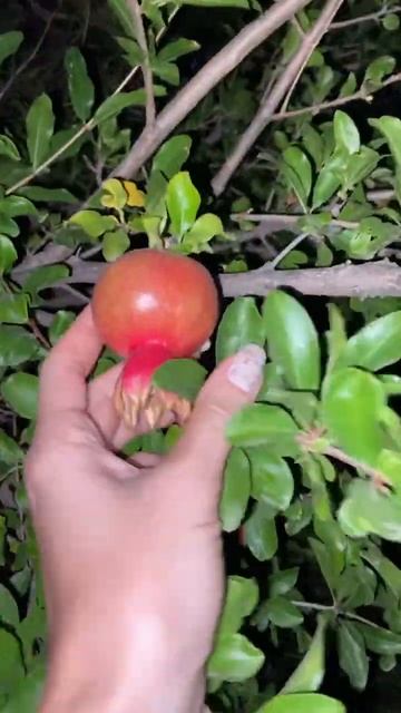 Как растёт гранат? Отдых в Крыму 2024❤️ смотреть онлайн