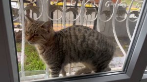 Vlog: НЕ ВЫДЕРЖИВАЮ нападки хейтеров/ Дождливый влог