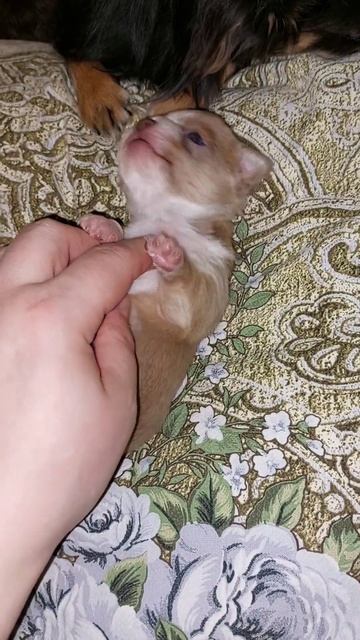 Щенки чихуахуа !Продажа / Купить !Симферополь , есть до? смотреть онлайн