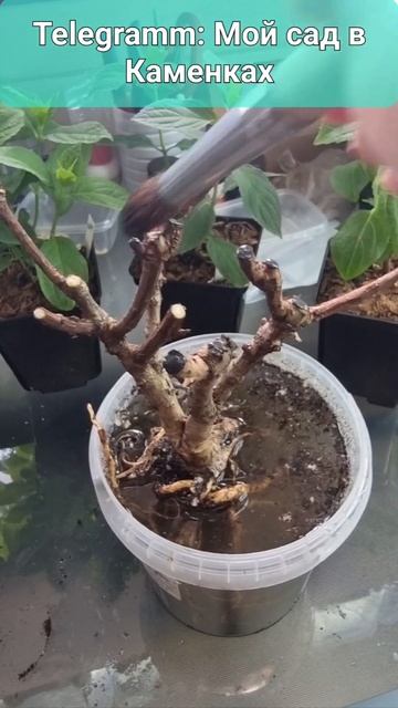 Обработка гортензии после обрезки. смотреть онлайн