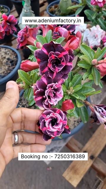 Rare Thailand Imported Adenium Plant Online Shopping 🪴 #adenium #plants #gardening #flowers