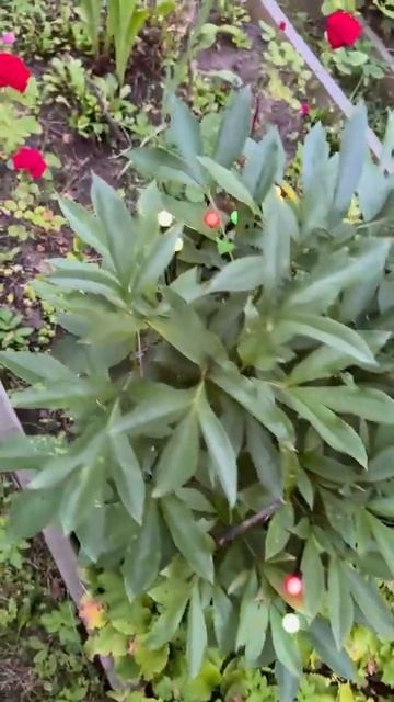 Отзыв №7 ⭐⭐⭐⭐⭐ Светильник на солнечной батарее со смотреть онлайн