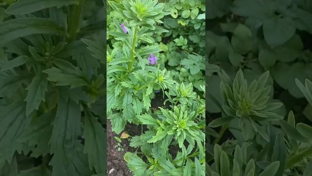 Астра белая , помпонная на 11.08.24г смотреть онлайн