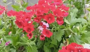 ЦВЕТЫ ДЛЯ ДАЧИ И ДЛЯ КЛУМБ ПРИДОМОВЫХ УЧАСТКОВ