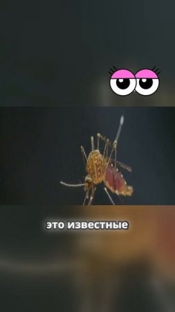 Слон Саванн