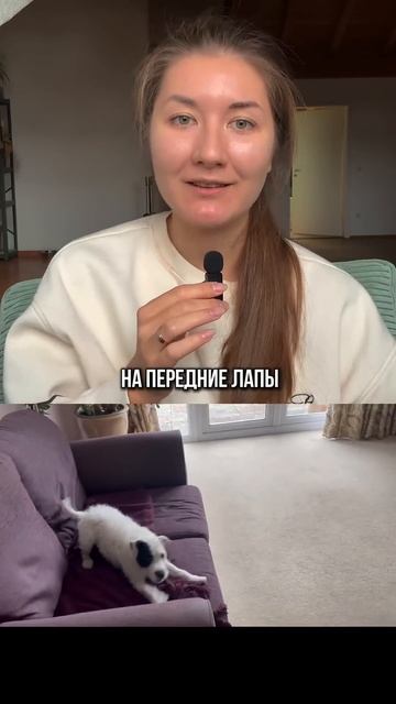 Зумис у собак. А ваша такое устраивает? #собака #киноло смотреть онлайн