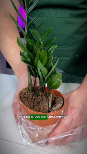 Выбираем комнатный цветок который выживет #комнатныерастения #цветы #рассада #сад #дача #огород