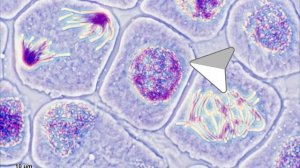 ДЕЛЕНИЕ = ЖИЗНЬ. МИТОЗ. Деление соматической клетки - о?