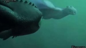 Клип «Котик» Беззубик и дневная фурия