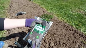 ЖИЗНЬ В ДЕРЕВНЕ.НОВЫЕ СОРТА ХРИЗАНТЕМ.ПОСАДКА ГОЛУБИКИ.