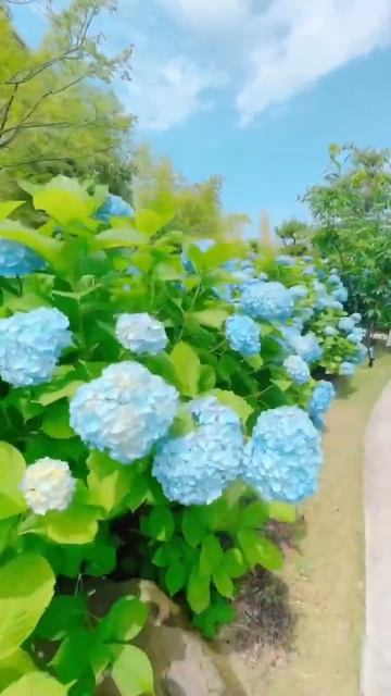 Blue hydrangeas #beautiful #hortensia #hydrangea #гортензия #garden #hydrangeaflower #macr смотреть онлайн