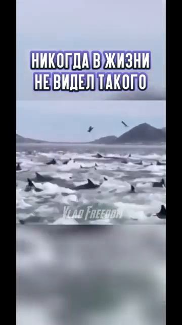 🟣 Массивные волны дельфинов в Южной Африке смотреть онлайн