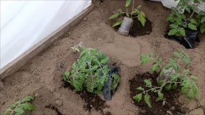 🍅🍅Обзор томатов в теплицах на 14 мая. Сезон 2025😊