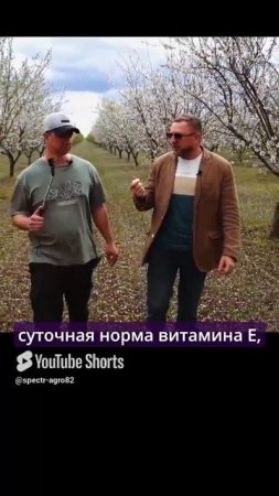 Производим масло горького миндаля.