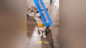 Дети собаки кайф и все а в конце прикол