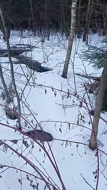 ручьи в лесу смотреть онлайн