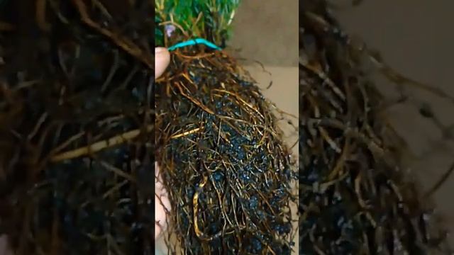 Ель кейбаб #ель смотреть онлайн