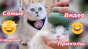 Самые смешные видео приколы