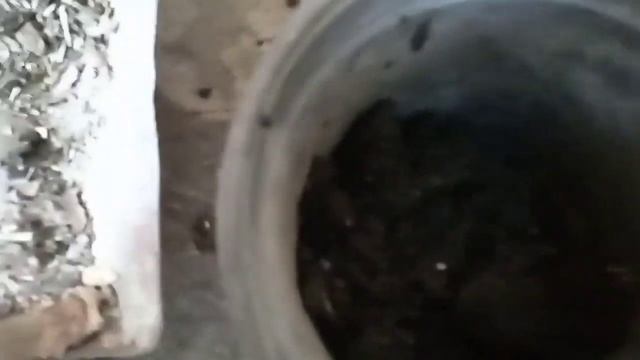 Ампельная петуния. Перевалка в горшки.Обрезка цветов.