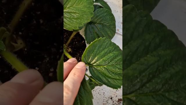 Клубника выкидывает цветоносы зимой в теплице,вторая смотреть онлайн