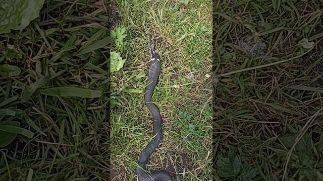 Уж ест лягушку. смотреть онлайн