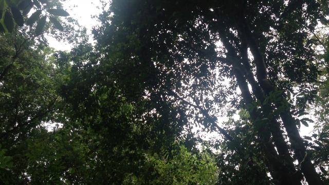 Коста Рика.  Дрэйк Бэй.Парк Корковадо.Октябрь 2016 /28 смотреть онлайн