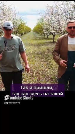 Здесь изначально рос миндальный сад.