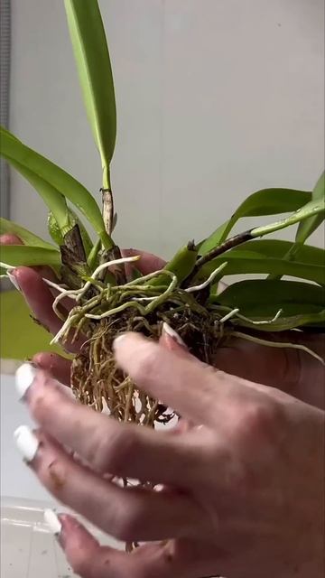 #данапротасова #orchid #orchideen #орхидеи #каттлея #пересадка?