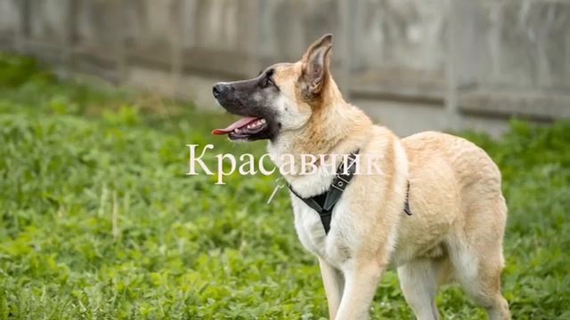 Фёдор ищет дом! Щенок, 8 месяцев. смотреть онлайн