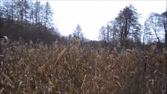 пора собирать ольховые шишки