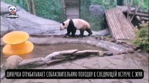 ДинДин отрабатывает соблазнительную походку 💃🏻

Готовится к следующей встрече с Жуи 🐼💕🐼