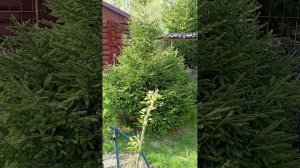 Вишни , сливы и груши в Прусово.