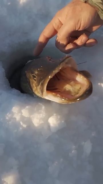 😳 Поймал щуку! Рыбалка на Крайнем Севере #ямал #рыба #р смотреть онлайн