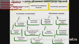 Весенняя обломка побегов винограда, цель обломки, кусты второго года и плодоносящие кусты винограда.