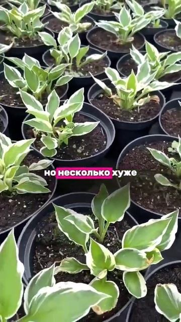 Учимся правильно быстро определять место для Хосты. #ho