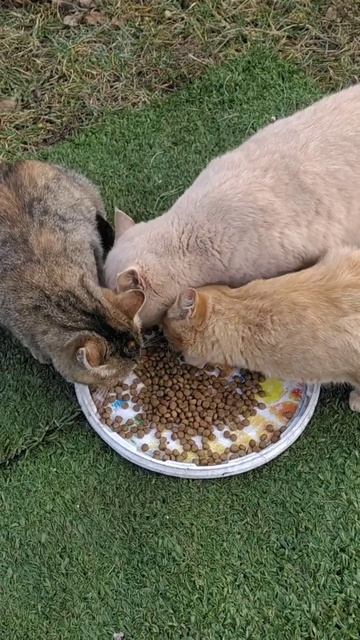 #shorts Пушистики - коты и кошечки - положили сухой корм на смотреть онлайн