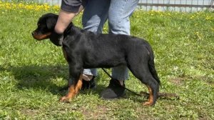 Волга из ДТ