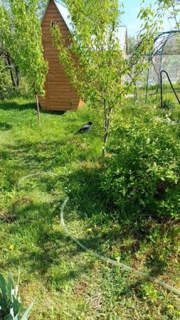 В гости прилетела ворона