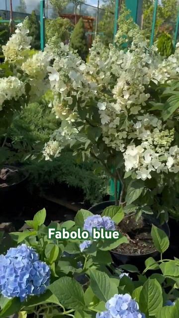 #hydrangea#macrophylla#hortensia#гортензия#garden#гортензія #shorts#アジサイ смотреть онлайн