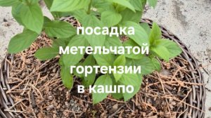 Посадка метельчатой гортензии в кашпо.