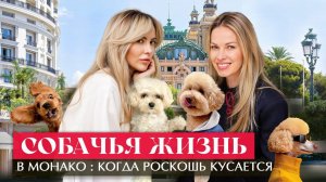 СОБАЧЬЯ ЖИЗНЬ В МОНАКО: Когда Роскошь Кусается