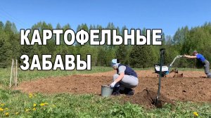 Садим картошку при помощи мотоблока.