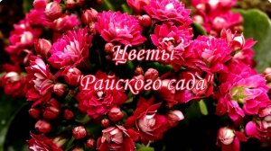 «Райский сад» совсем не с райскими ценами...