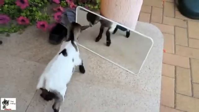 Новая подборка приколов ! Смотреть всем ! приколы видео! выпуск 23 смотреть онлайн